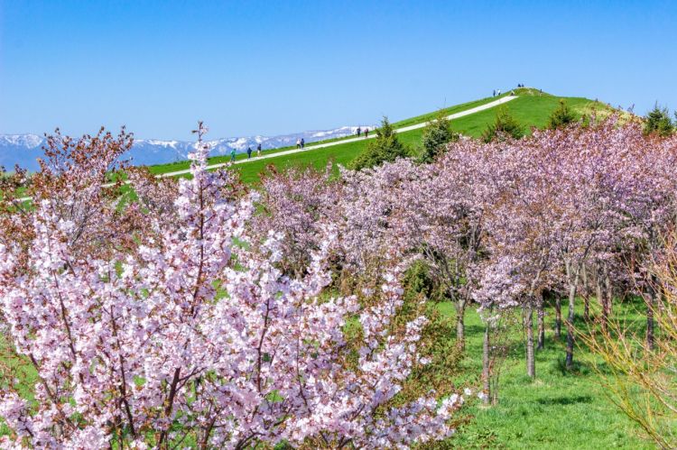 Spot Terbaik Melihat Sakura di Hokkaido.