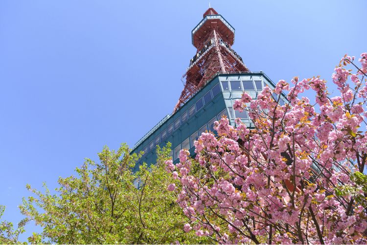 Spot Terbaik Melihat Sakura di Hokkaido.