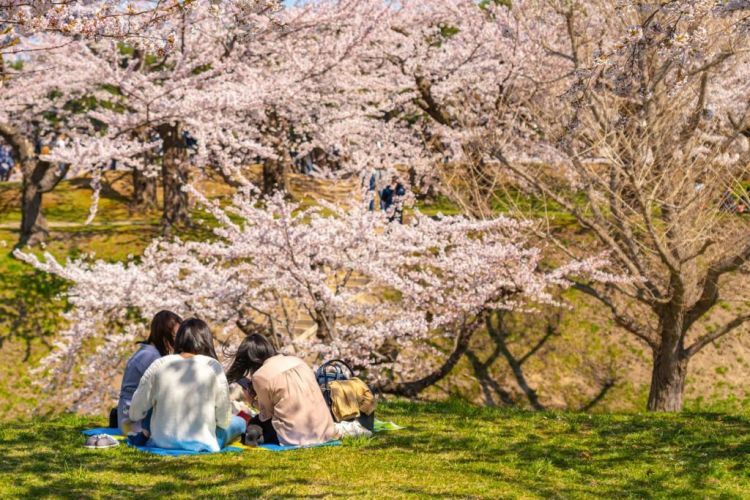 Spot Terbaik Melihat Sakura di Hokkaido.