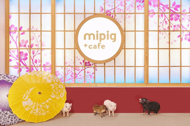 Mipig Cafe, Kafe babi pertama di Asakusa