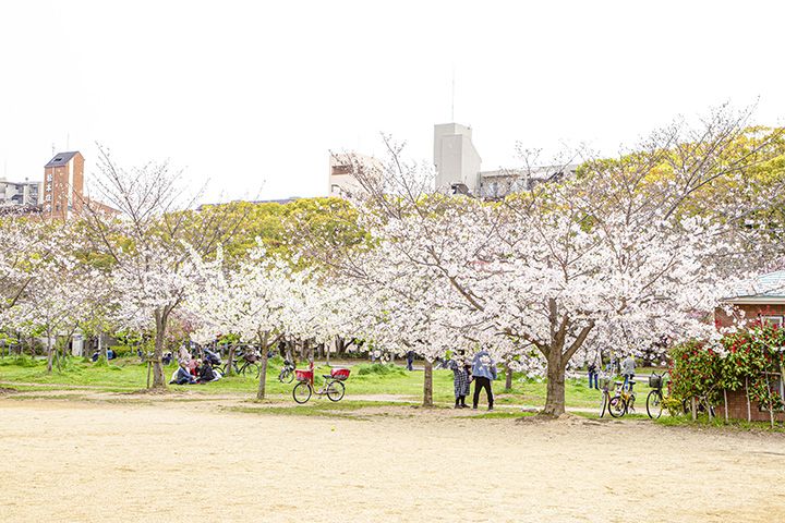 Bunga sakura di Nagai Park (Osaka Metro NiNE)