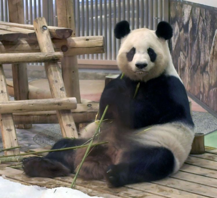 4 Panda Lucu di Adventure World Shirahama akan Dikembalikan ke Tiongkok