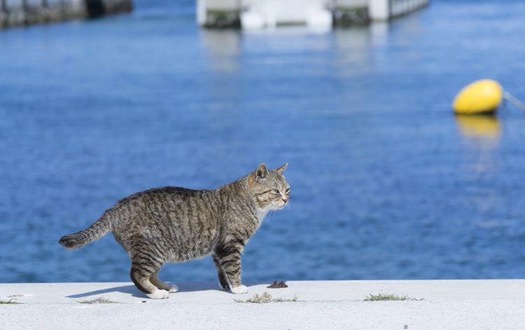 Tashirojima Tashirojima