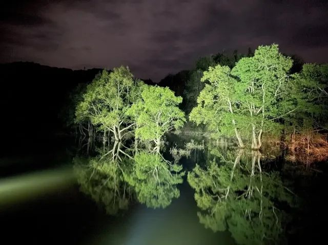 Acara pencahayaan Danau Shirakawa di musim semi Acara pencahayaan Danau Shirakawa di musim semi
