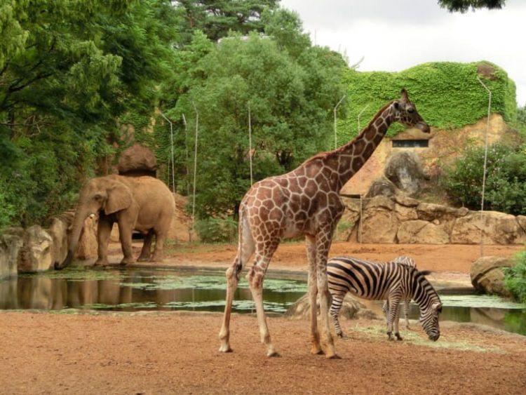 Yagiyama Zoological Park Fujisaki no Mori Yagiyama Zoological Park Fujisaki no Mori