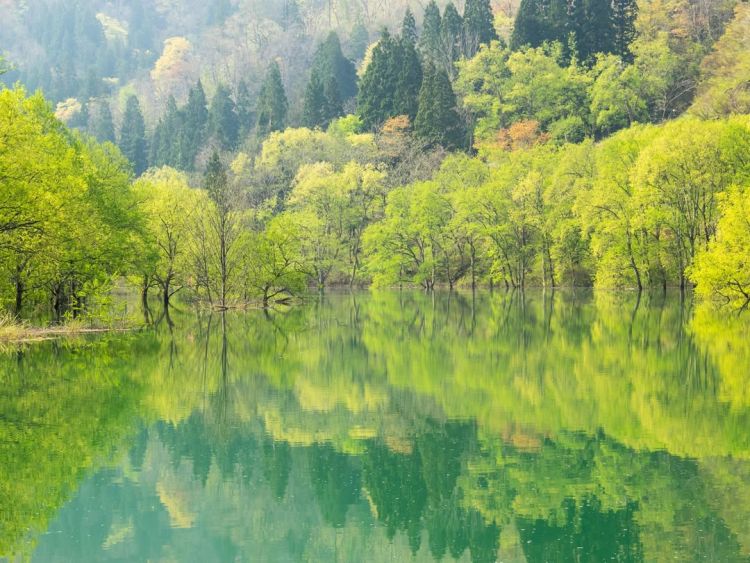 Pemandangan hutan terendam yang tenang Pemandangan hutan terendam yang tenang