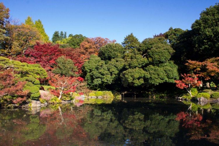 Musim gugur di Kyu-Furukawa Gardens Musim gugur di Kyu-Furukawa Gardens