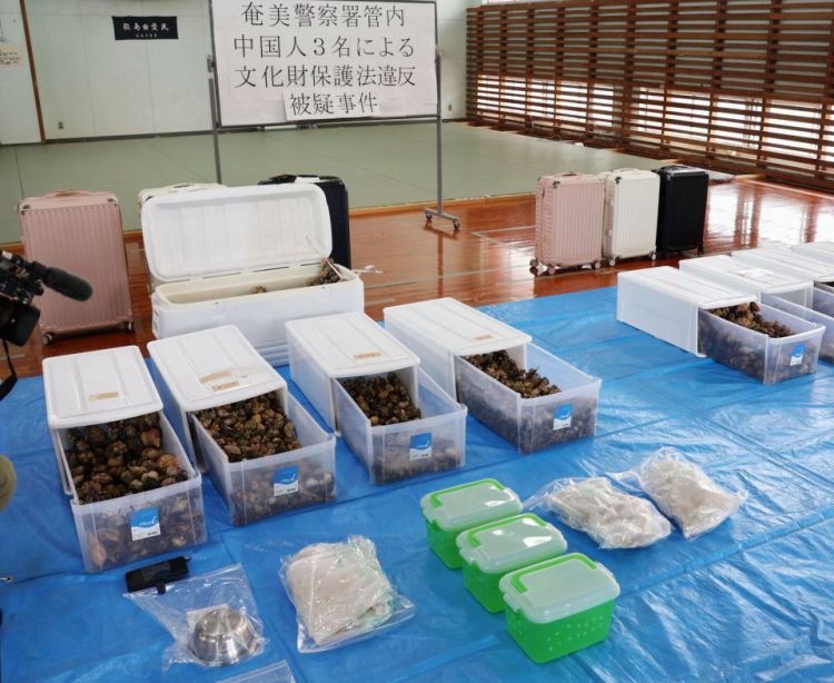 Foto yang diambil di Amami, Prefektur Kagoshima, pada tanggal 7 Mei 2025, menunjukkan kepiting perta Foto yang diambil di Amami, Prefektur Kagoshima, pada tanggal 7 Mei 2025, menunjukkan kepiting perta