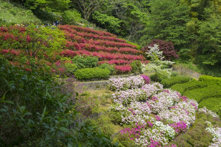 Semak bunga azalea di Kenroku-en Semak bunga azalea di Kenroku-en