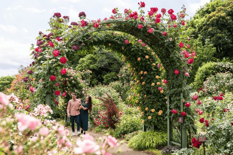 Bunga mawar di Keisei Rose Garden Bunga mawar di Keisei Rose Garden