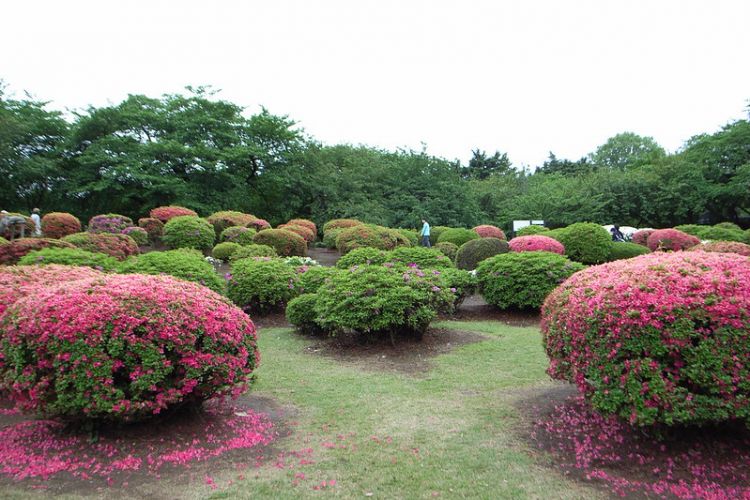 Bunga azalea di Shinjuku Gyoen Taman bunga di jepang yang wajib dikunjungi di bulan mei