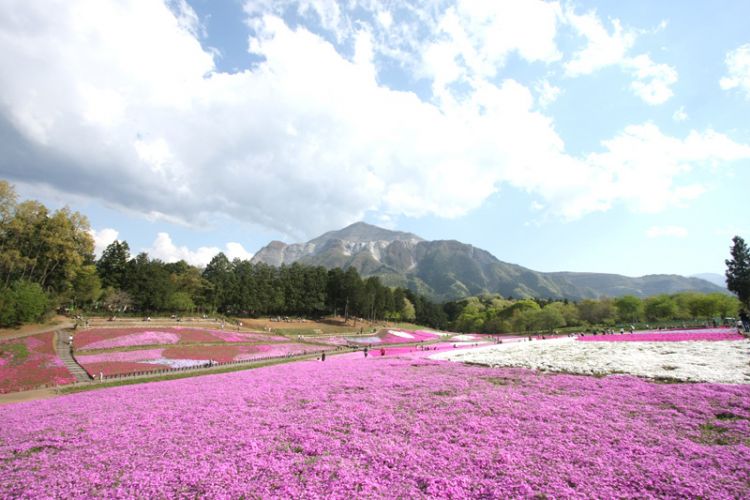 Hitsujiyama Park (chichibu-omotenashi.com) Hitsujiyama Park (chichibu-omotenashi.com)