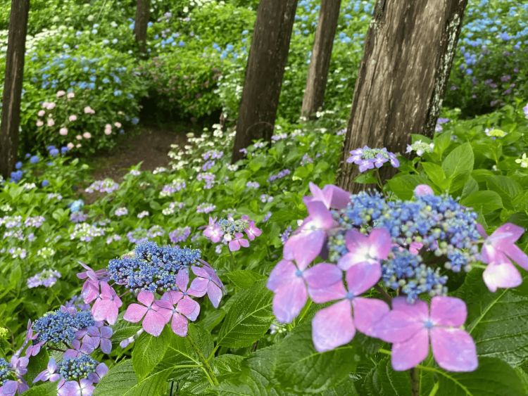 Bunga hydrangea yang bermekaran (PR Times) Bunga hydrangea yang bermekaran (PR Times)