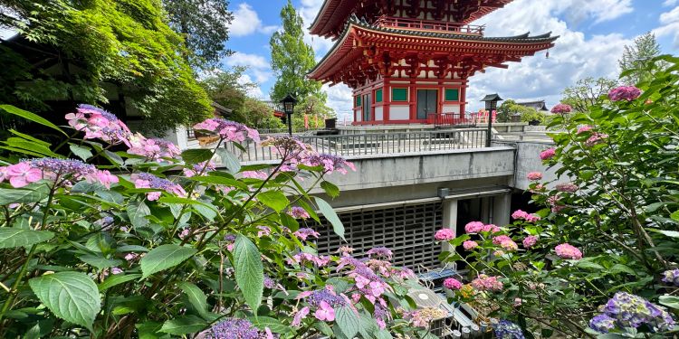 Bunga Hydrangea di Takahata Fudōson Bunga Hydrangea di Takahata Fudōson