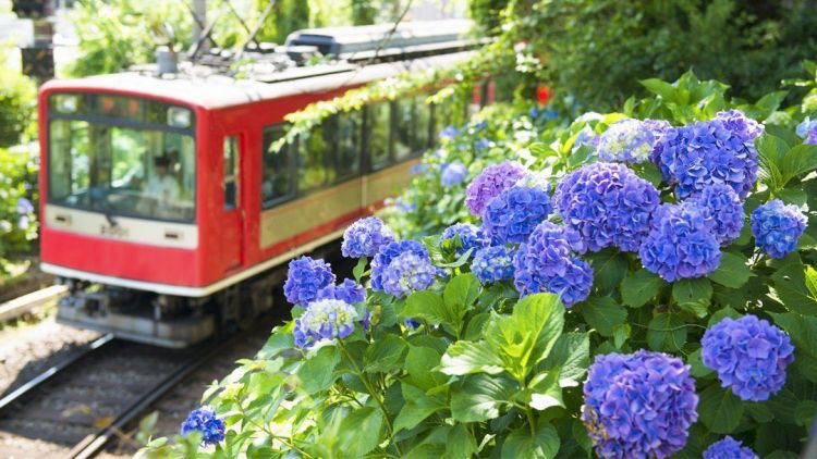 Hakone Tozan Railway dipenuhi bunga Hydrangea di Bulan Juni Hakone Tozan Railway dipenuhi bunga Hydrangea di Bulan Juni