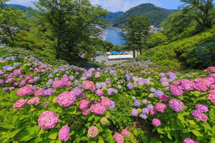 Bunga-bunga Hydrangea di Shimoda Park Bunga-bunga Hydrangea di Shimoda Park