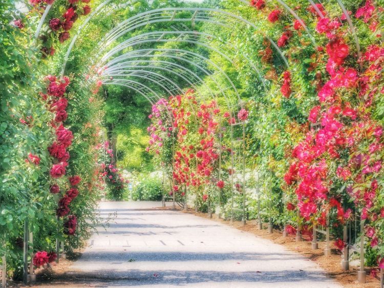 Gifu World Rose Garden Gifu World Rose Garden