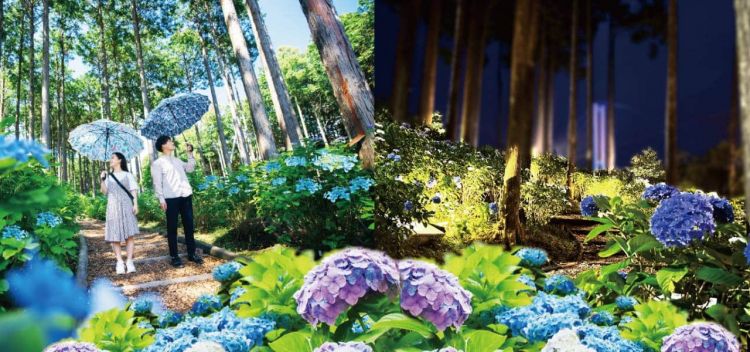 Mishima Skywalk Hydrangea Festival
