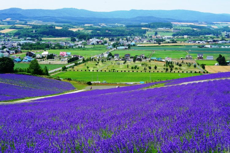 Hinode Lavender Garden