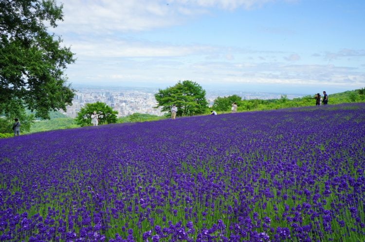 Horomitoge Lavender Park
