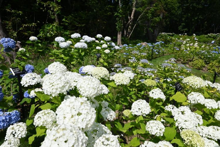 Expo ’70 Hydrangea Festival Expo ’70 Hydrangea Festival