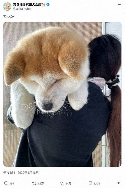 Seorang staff Akita Inu Hall menggendong anak anjing akita berusa 4 bulan (X/akitainuhall) Seorang staff Akita Inu Hall menggendong anak anjing akita berusa 4 bulan (X/akitainuhall)
