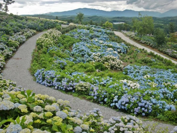 Hydrangea Festival at Jupia Land Hirata 2025 Hydrangea Festival at Jupia Land Hirata 2025