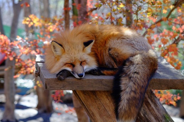 Zao Fox Village Zao Fox Village