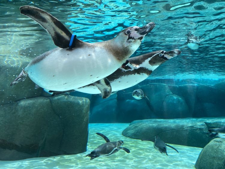 Penguin di Tennoji Zoo (Osaka Info) Penguin di Tennoji Zoo (Osaka Info)