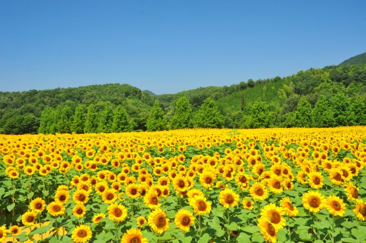 Sera Kogen Farm Sera Kogen Farm