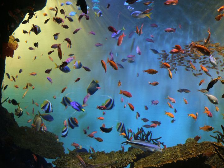 Miyajima Public Aquarium Miyajima Public Aquarium