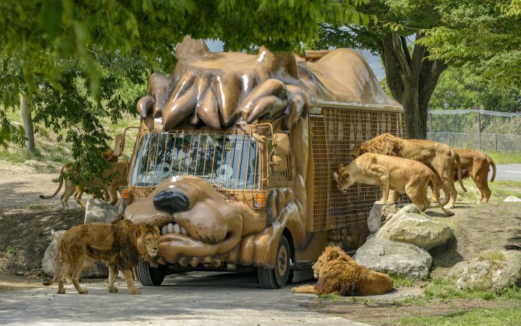 African Beppu Safari African Beppu Safari