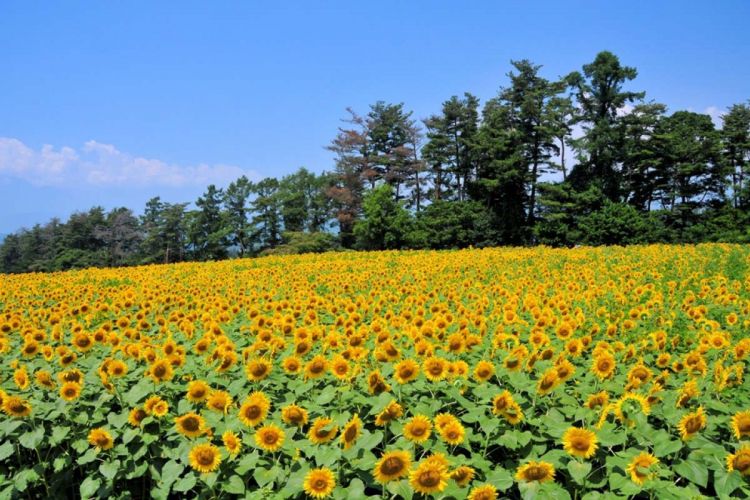Ladang bunga matahari di Akeno Ladang bunga matahari di Akeno