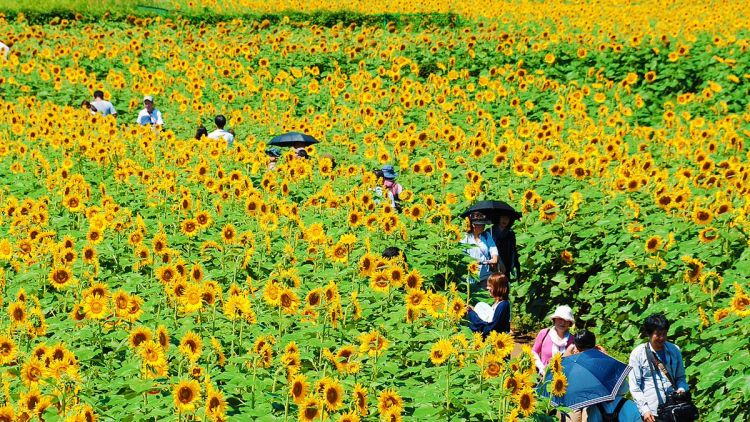 Kiyose Sunflower Festival Kiyose Sunflower Festival