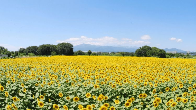 Zama Sunflower Festival Zama Sunflower Festival