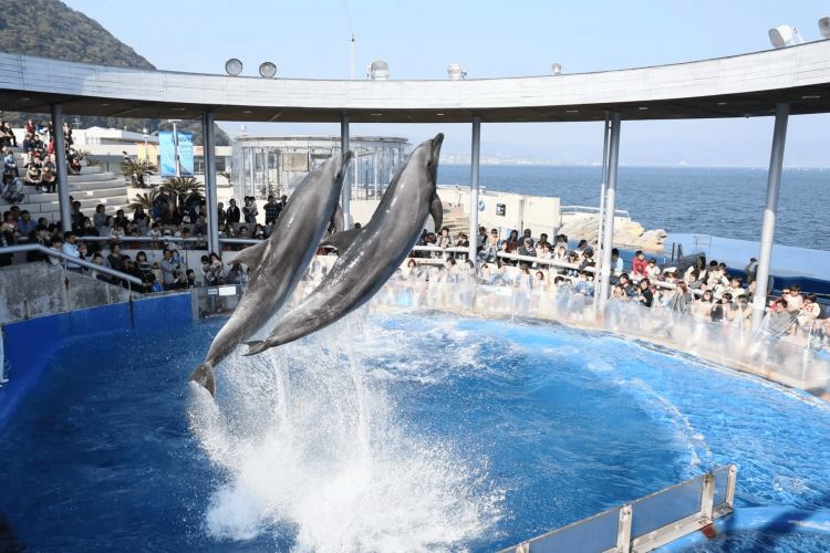 Oita Marine Palace Aquarium Oita Marine Palace Aquarium