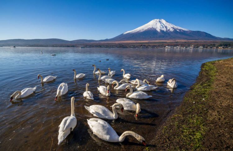 6 Cara Pergi ke Gunung Fuji dari Tokyo! 6 Cara Pergi ke Gunung Fuji dari Tokyo!