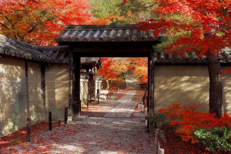 Kyoto Autumn 2025: Rekomendasi Destinasi untuk Menikmati Musim Gugur Terbaik!