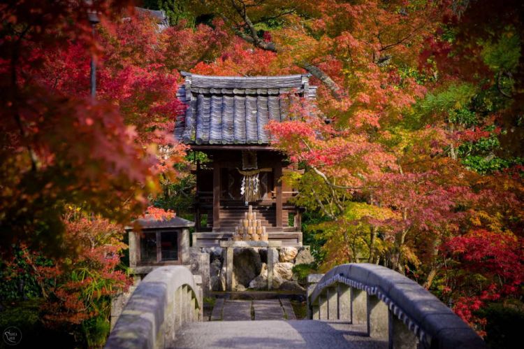 Kyoto Autumn 2025: Rekomendasi Destinasi untuk Menikmati Musim Gugur Terbaik!