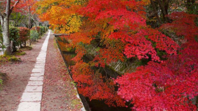 Kyoto Autumn 2025: Rekomendasi Destinasi untuk Menikmati Musim Gugur Terbaik!