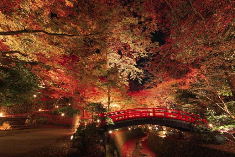 Kyoto Autumn 2025: Rekomendasi Destinasi untuk Menikmati Musim Gugur Terbaik!