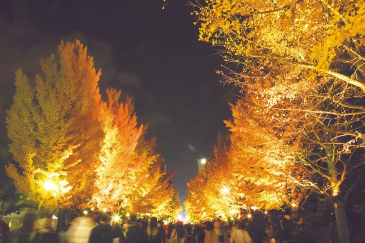 Sapporo Autumn Illuminations 2025: Pesta Cahaya di Nakajima Park! Sapporo Autumn Illuminations 2025: Pesta Cahaya di Nakajima Park!