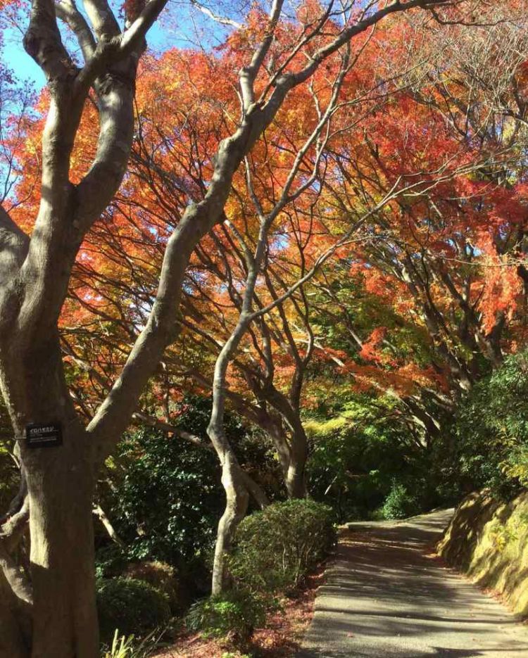 Shiranoe Botanical Gardens 7 Destinasi Musim Gugur di Fukuoka yang Wajib Dikunjungi!
