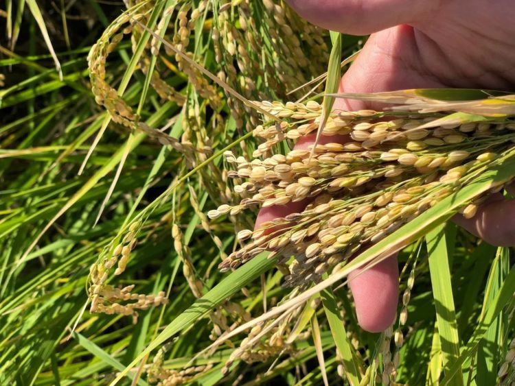 Coba Minuman Unik, Bir Sakura dengan Bunga Sakura Dan Sake Sakura