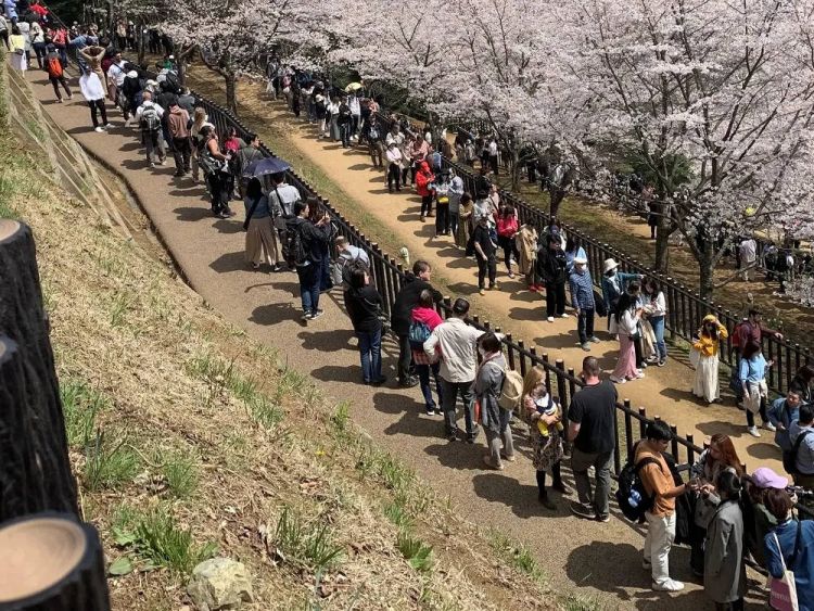 Overtourism Jadi Alasan, Festival Sakura Fujiyoshida Dibatalkan