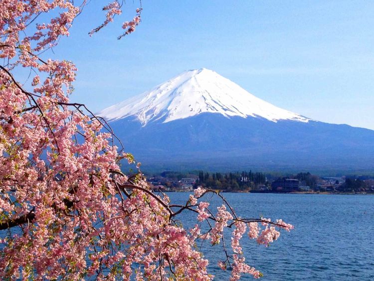 Overtourism Jadi Alasan, Festival Sakura Fujiyoshida Dibatalkan