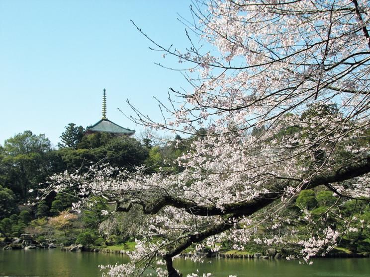 Rekomendasi Spot Sakura Sekitar Narita Airport