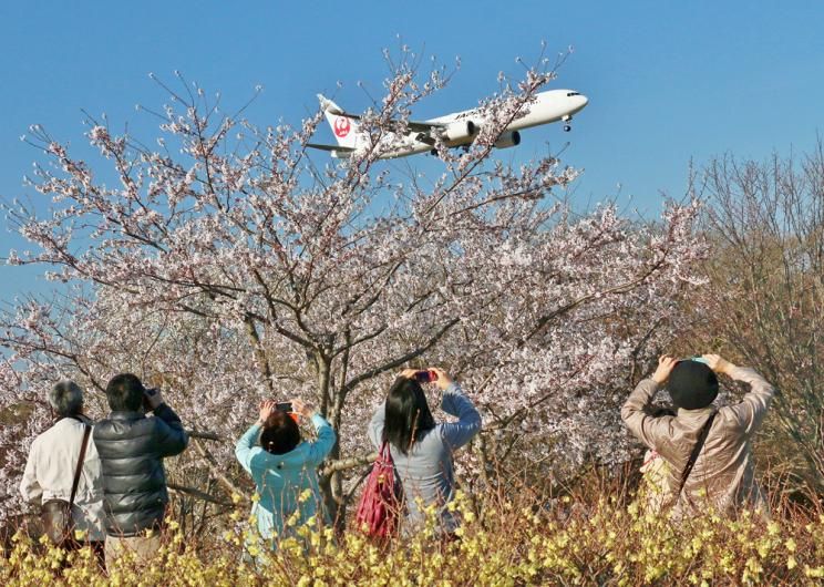 Rekomendasi Spot Sakura Sekitar Narita Airport