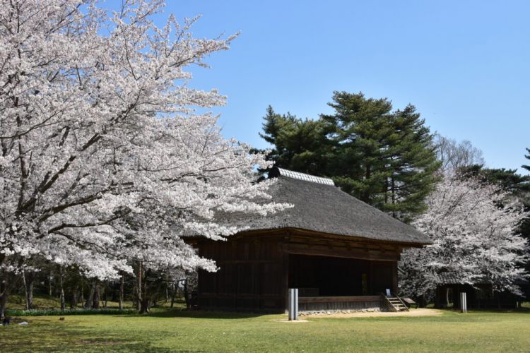 Rekomendasi Spot Sakura Sekitar Narita Airport