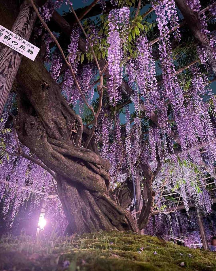 7 Ladang Bunga Instagramable Sekitar Tokyo untuk Musim Semi 2026